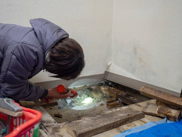 Best Post-Construction Mold Inspection  in Ele, AR