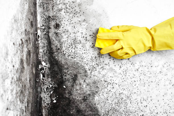 Best Mold Removal for HVAC Installations  in Ele, AR